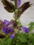 Home Herb Garden - Sage Flowering