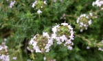 Home Herb Garden - Thyme Flowering