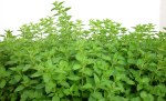 Herb Gardens - Oregano Herb